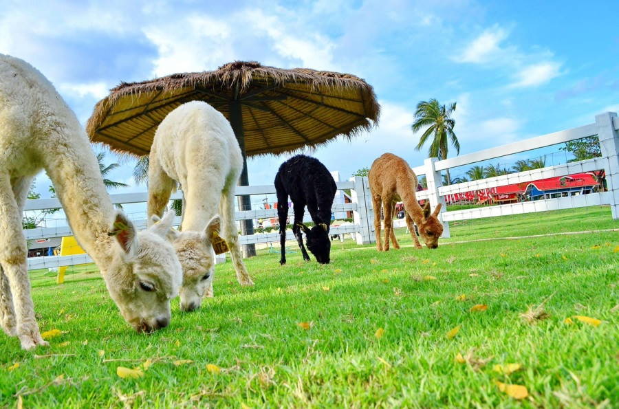 Pattaya Sheep Farm
