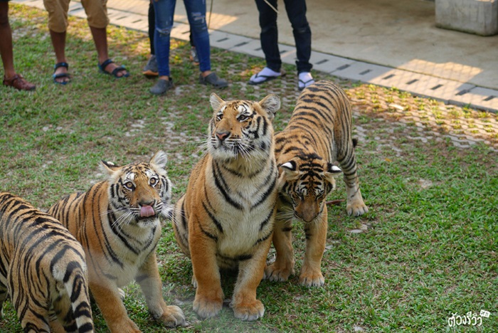 Tiger Park Pattaya