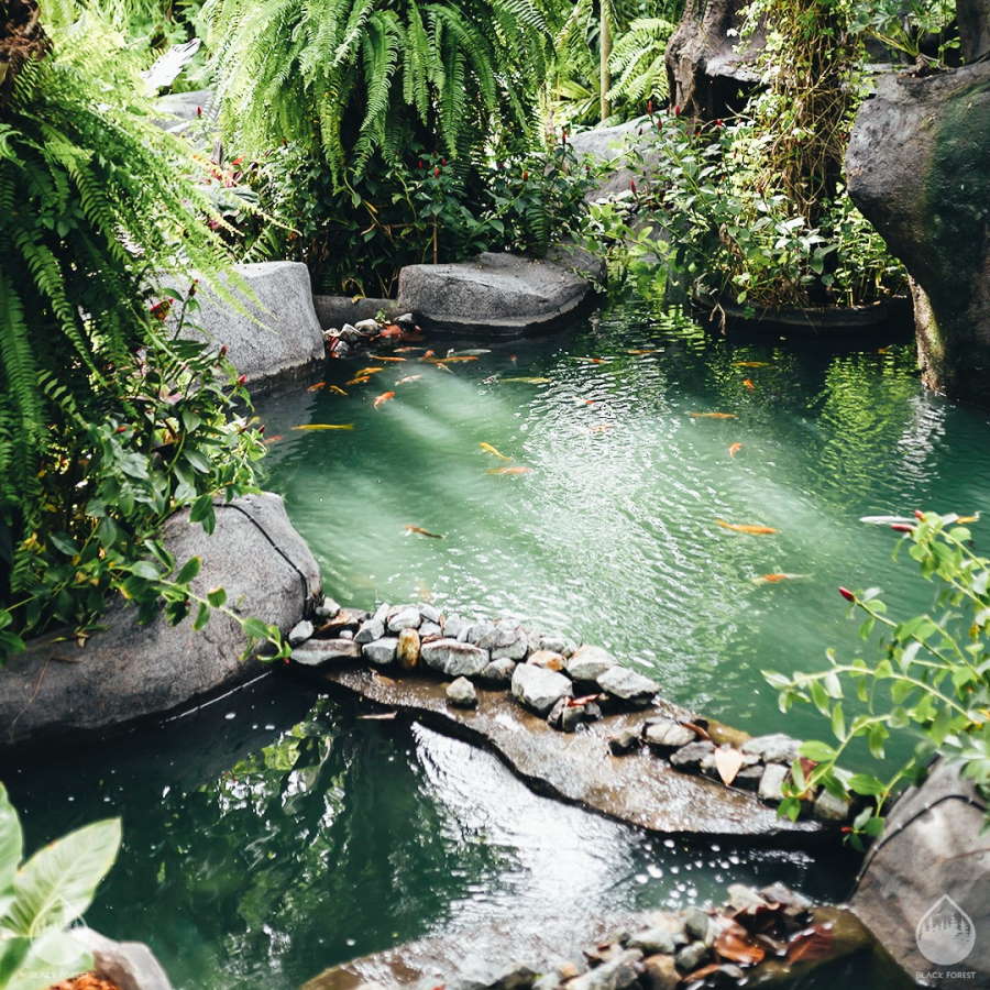 Black Forest Pattaya